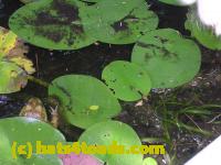 /home//u458753944/public_html/sourcegallery//Frogs/More bullfrogs/DSCN5263.JPG